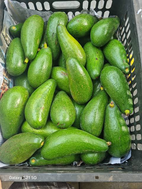 PREMIUM VIETNAMESE DAK LAK BUTTER AVOCADO – FRESH WHOLE FRUIT – WHOLESALE EXPORT SUPPLY 4