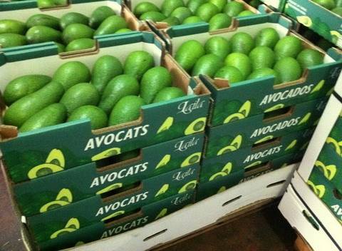 PREMIUM VIETNAMESE FROZEN AVOCADO – HIGH-QUALITY FROZEN FRUIT – COMPETITIVE WHOLESALE EXPORT SUPPLY 3