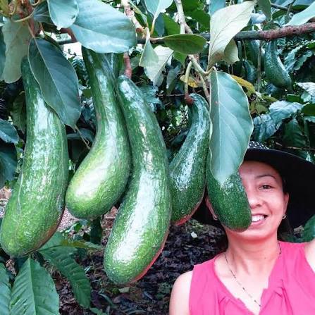 PREMIUM VIETNAMESE BAO LOC AVOCADO – FRESH WHOLE FRUIT – WHOLESALE EXPORT SUPPLY
