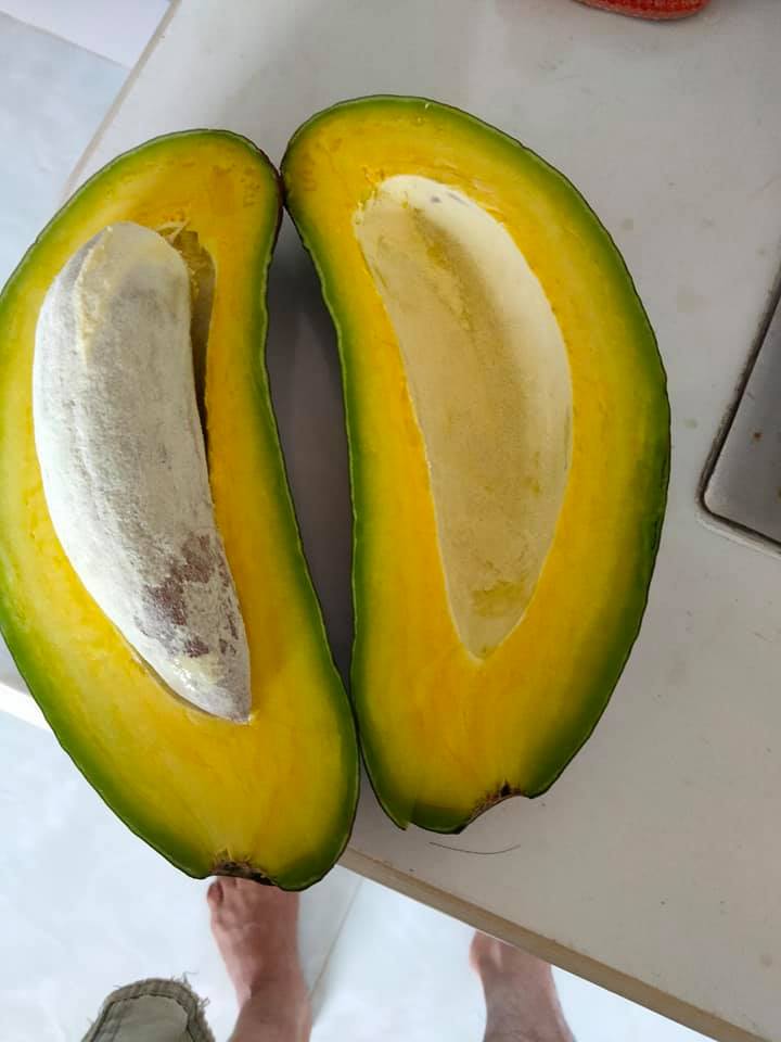 PREMIUM VIETNAMESE BAO LOC AVOCADO – FRESH WHOLE FRUIT – WHOLESALE EXPORT SUPPLY 2