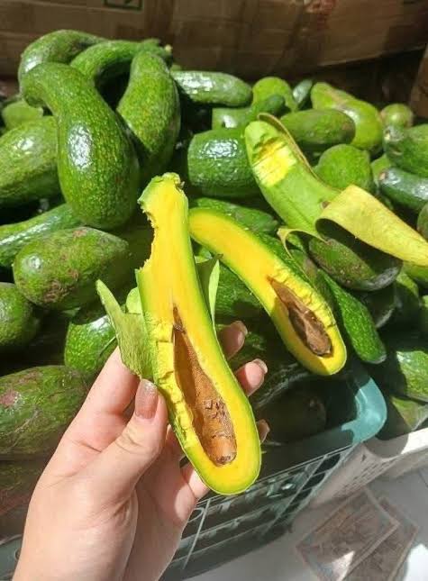 PREMIUM VIETNAMESE BAO LOC AVOCADO – FRESH WHOLE FRUIT – WHOLESALE EXPORT SUPPLY 3