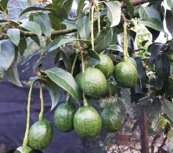PREMIUM VIETNAMESE REED AVOCADO – FRESH FRUIT – WHOLESALE EXPORT SUPPLY 3