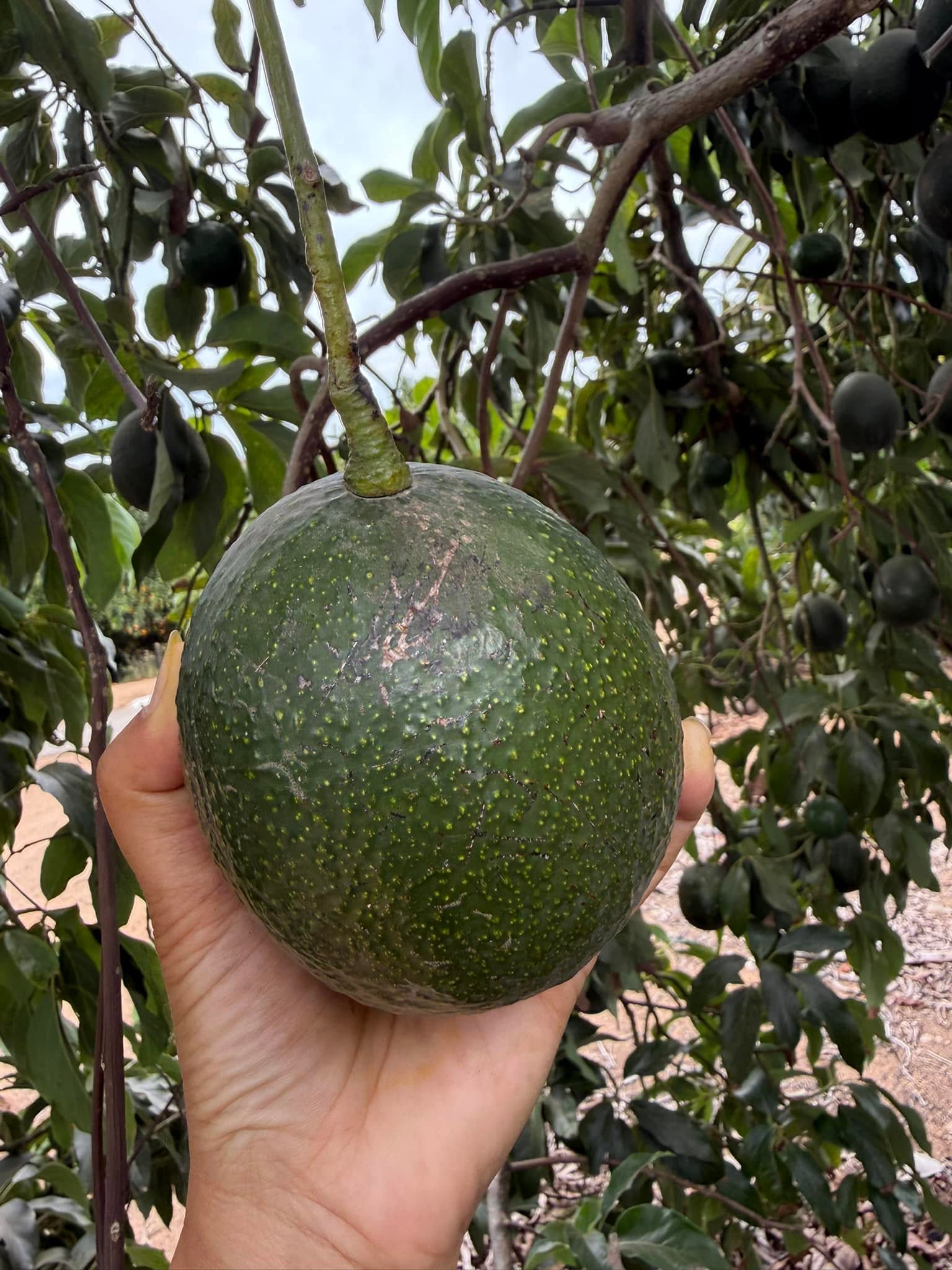PREMIUM VIETNAMESE REED AVOCADO – FRESH FRUIT – WHOLESALE EXPORT SUPPLY 4