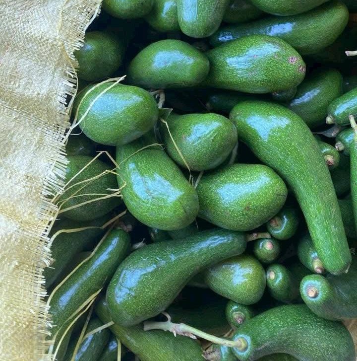 PREMIUM VIETNAMESE GIA LAI AVOCADO – FRESH FRUIT – WHOLESALE EXPORT SUPPLY