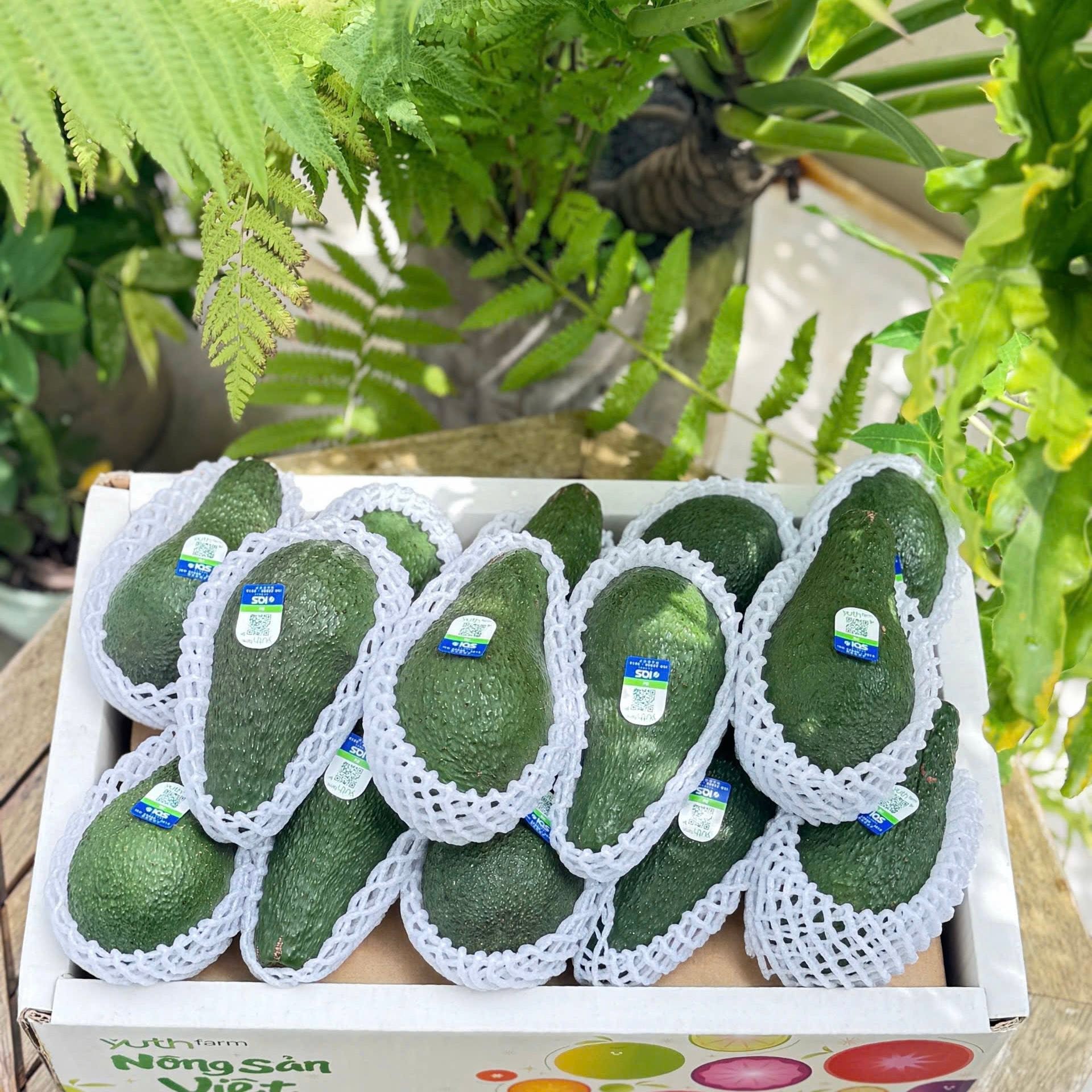 PREMIUM VIETNAMESE HASS AVOCADO – FARM-HARVESTED – UNIFORM FRUIT SIZE – WHOLESALE EXPORT SUPPLY