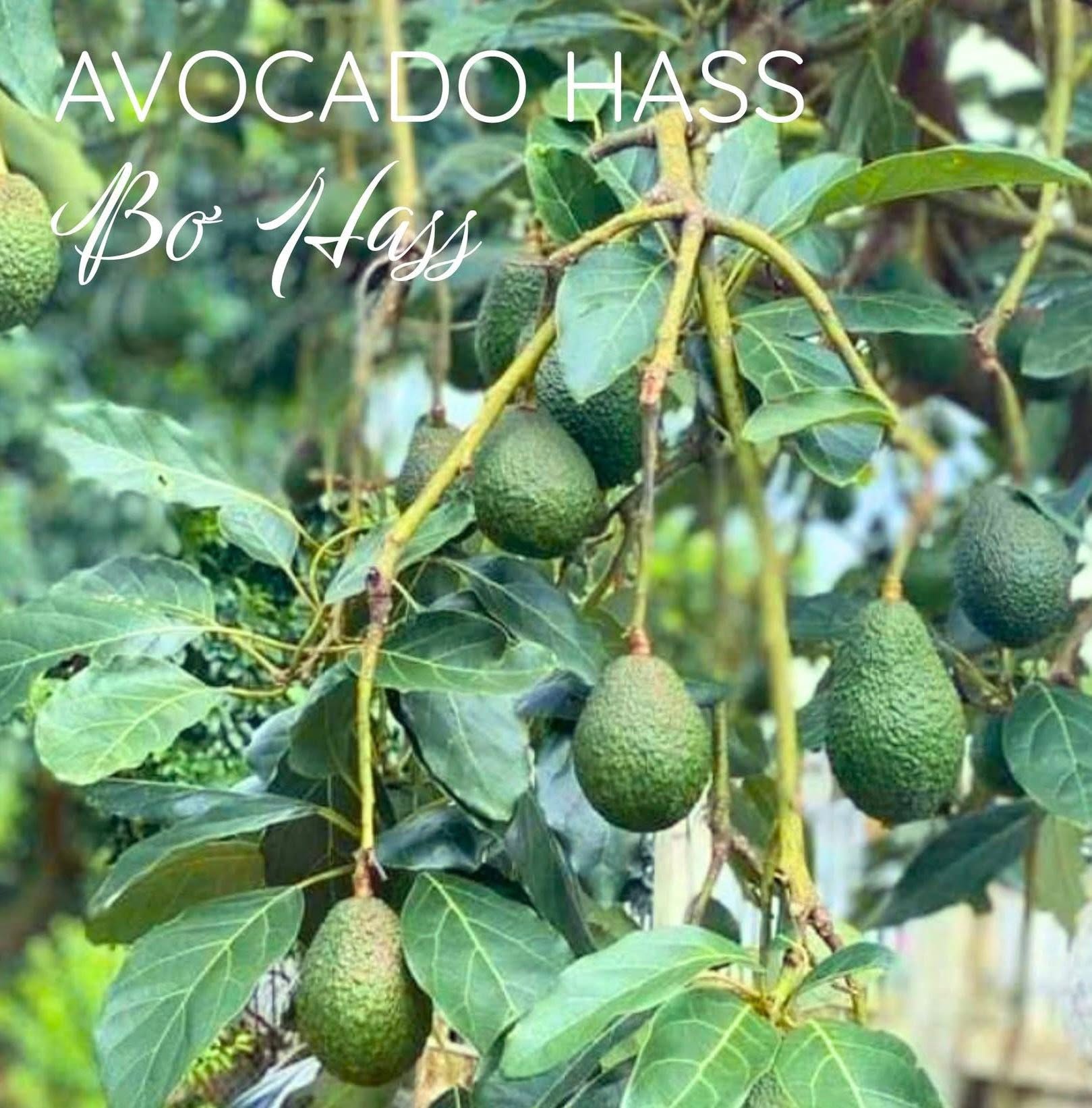 PREMIUM VIETNAMESE HASS AVOCADO – FARM-HARVESTED – UNIFORM FRUIT SIZE – WHOLESALE EXPORT SUPPLY 4