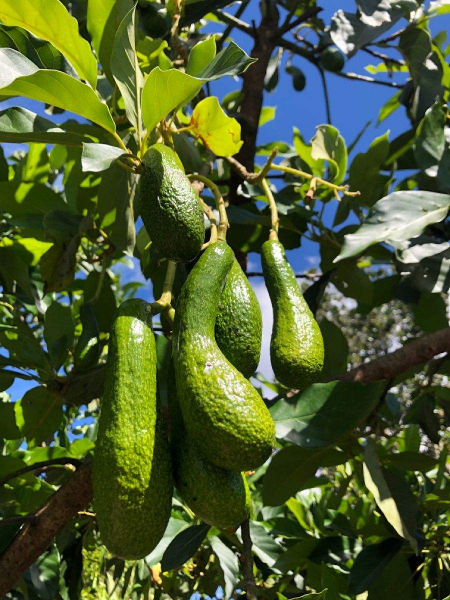 PREMIUM VIETNAMESE FROZEN 034 AVOCADO – IQF FRUIT – ICE CREAM INGREDIENT – BULK WHOLESALE EXPORT SUPPLY 4