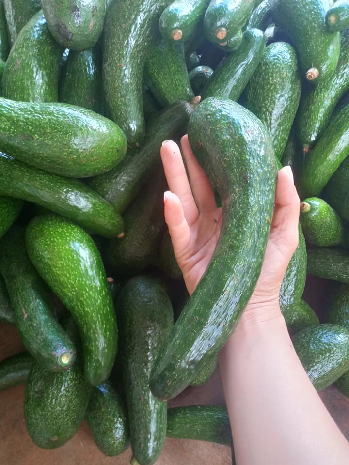 PREMIUM VIETNAMESE GWEN AVOCADO – FRESH FRUIT – WHOLESALE EXPORT SUPPLY 2
