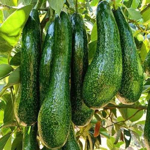 PREMIUM VIETNAMESE GWEN AVOCADO – FRESH FRUIT – WHOLESALE EXPORT SUPPLY 3