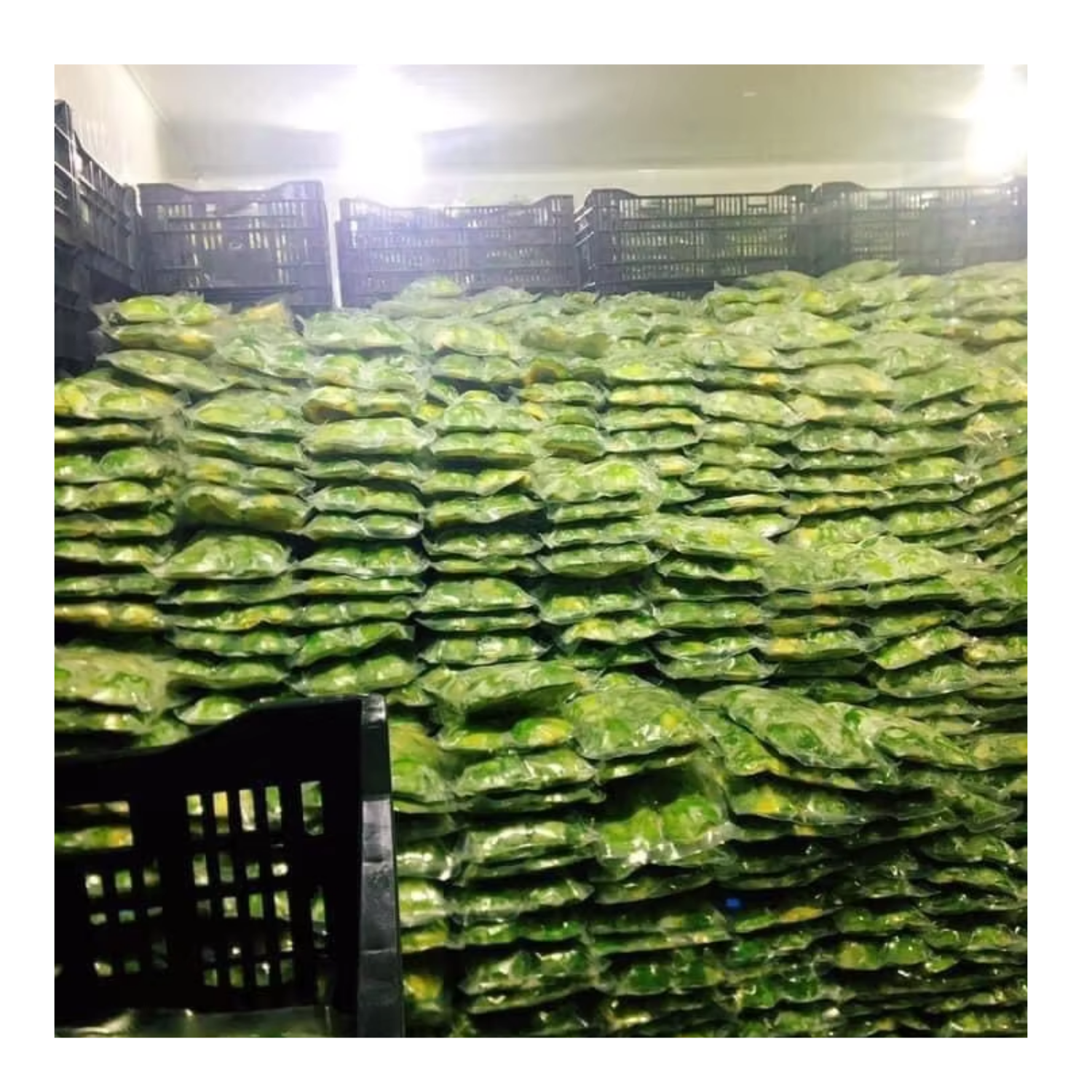 PREMIUM ORGANIC VIETNAMESE DAK LAK AVOCADO – SELECTED EXPORT-GRADE FRUIT – WHOLESALE EXPORT SUPPLY 3