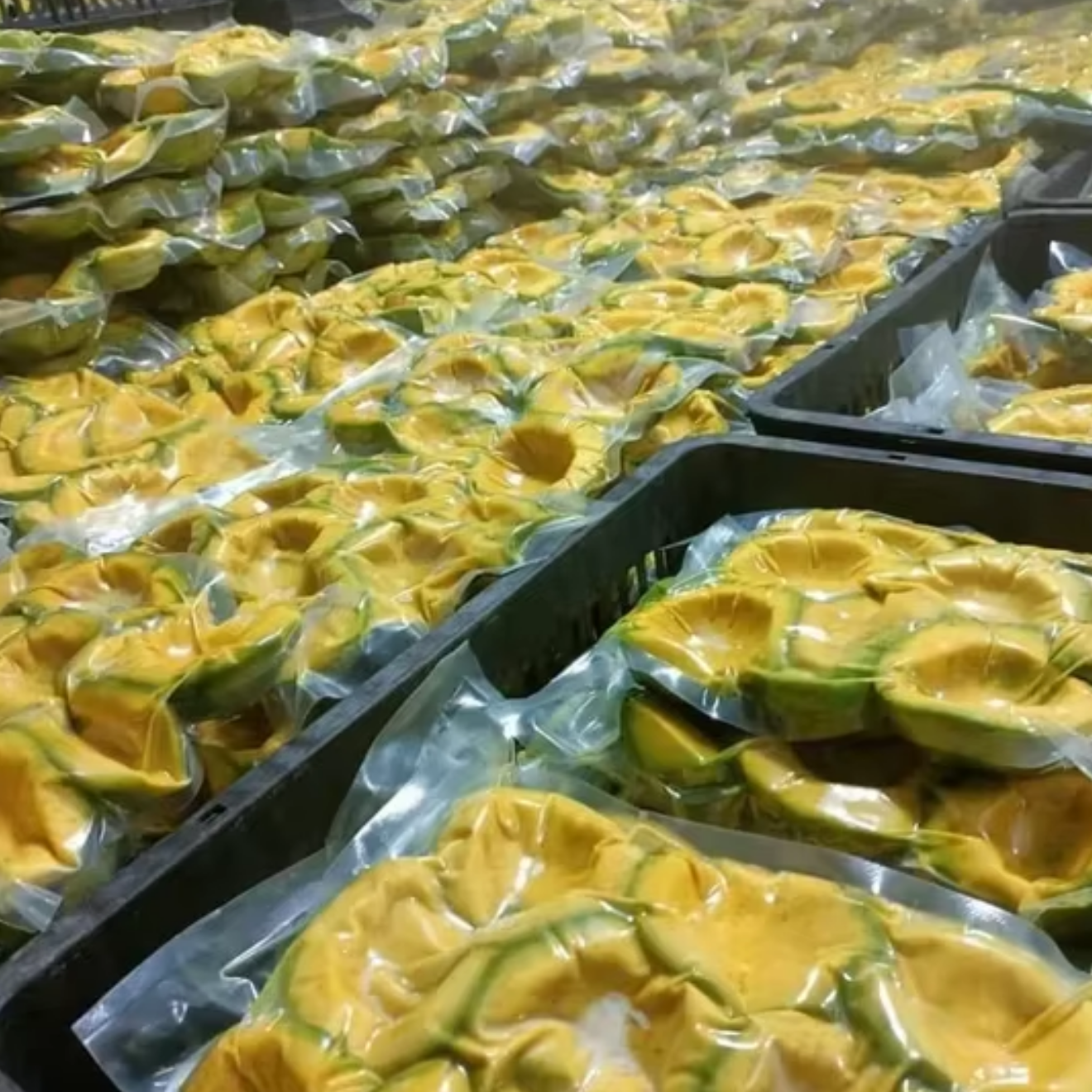 PREMIUM ORGANIC VIETNAMESE DAK LAK AVOCADO – SELECTED EXPORT-GRADE FRUIT – WHOLESALE EXPORT SUPPLY 4