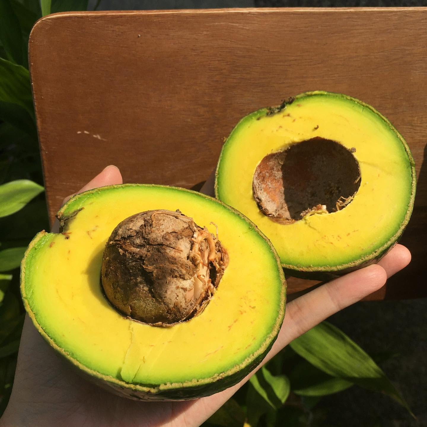 PREMIUM VIETNAMESE BOOTH 5 AVOCADO – FRESH FRUIT – WHOLESALE EXPORT SUPPLY