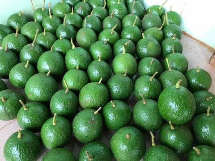 PREMIUM VIETNAMESE BOOTH 5 AVOCADO – FRESH FRUIT – WHOLESALE EXPORT SUPPLY 2