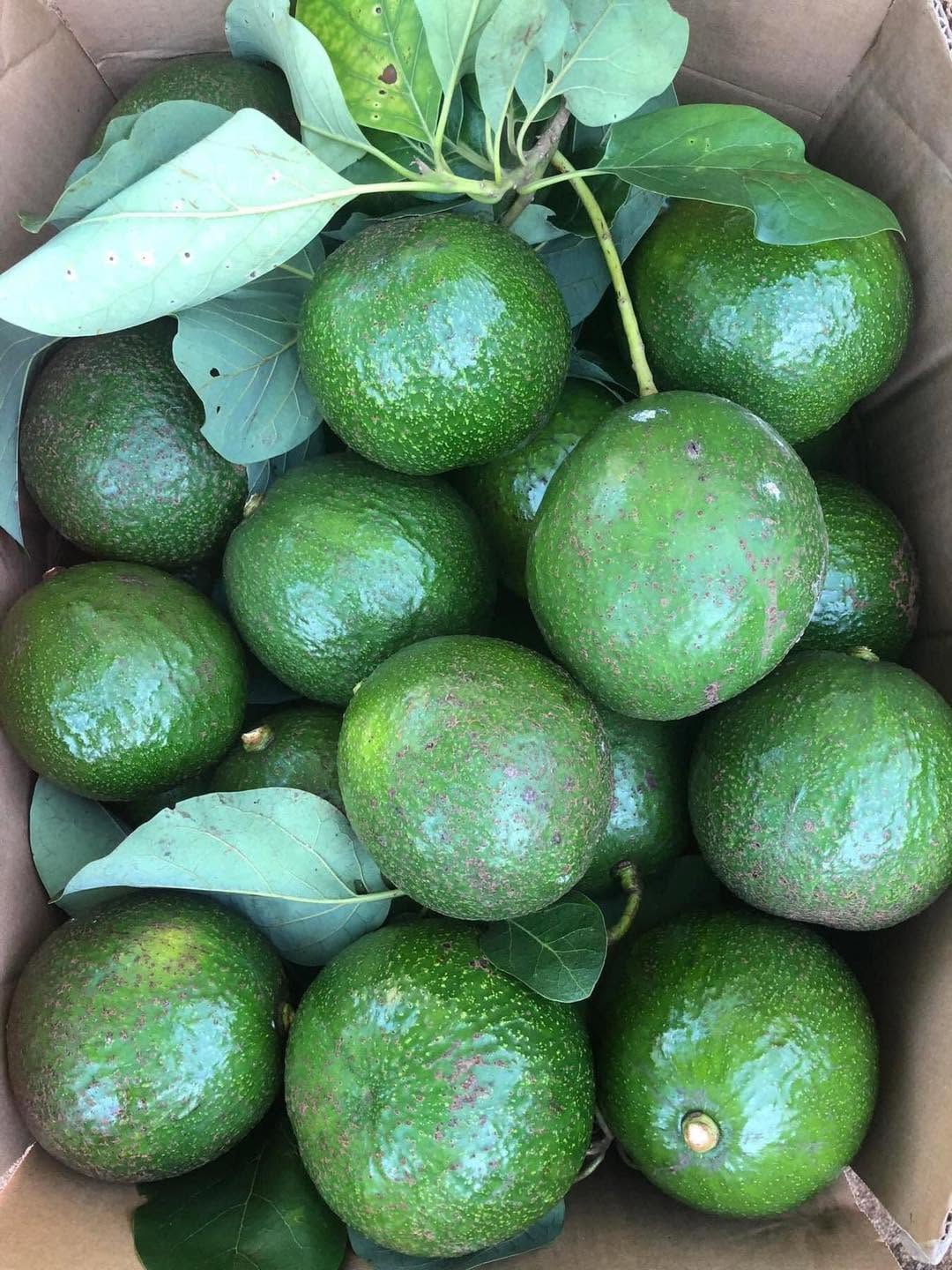PREMIUM VIETNAMESE BOOTH 5 AVOCADO – FRESH FRUIT – WHOLESALE EXPORT SUPPLY 3