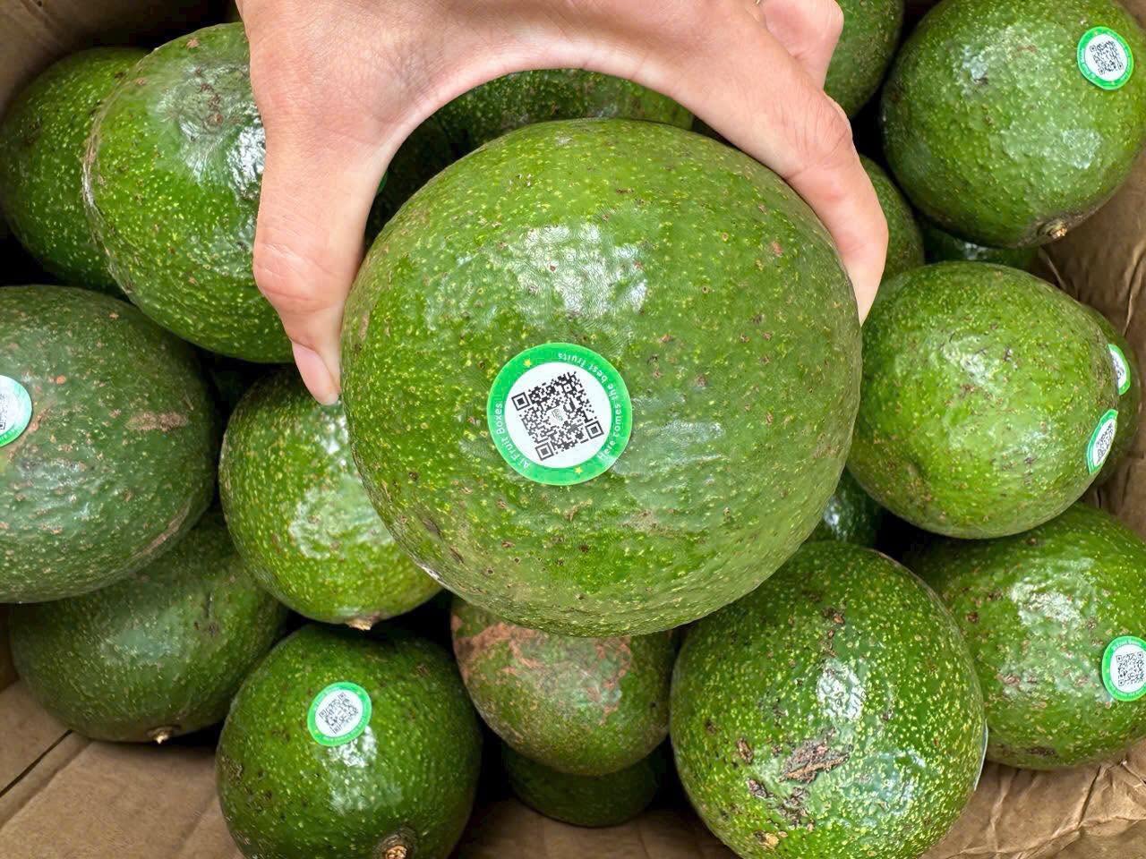 PREMIUM VIETNAMESE BOOTH 5 AVOCADO – FRESH FRUIT – WHOLESALE EXPORT SUPPLY 4
