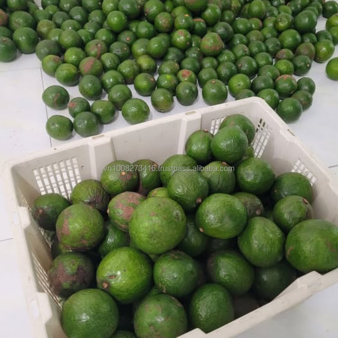 PREMIUM VIETNAMESE BOOTH AVOCADO – BUTTERY FLESH – FRESH FRUIT WHOLESALE EXPORT SUPPLY 2