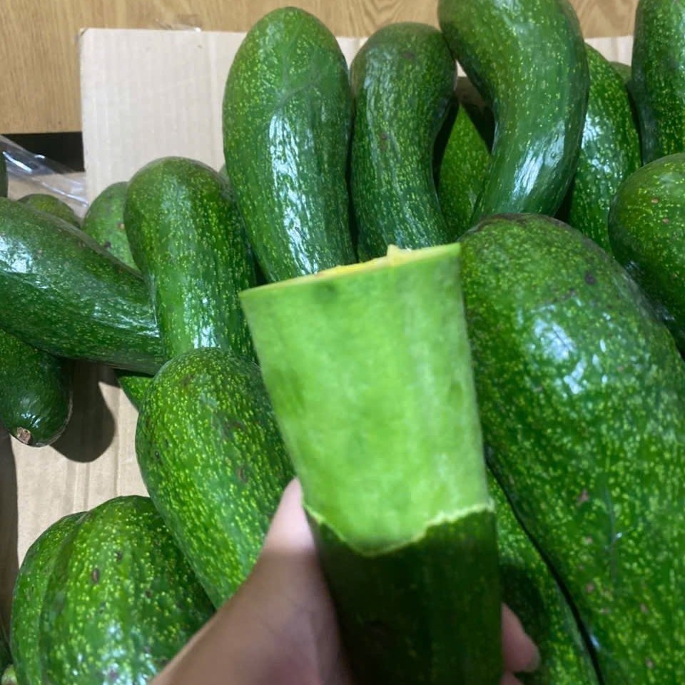 VIETNAMESE PURE IQF FROZEN AVOCADO – HALVES & PIECES – WHOLESALE EXPORT SUPPLY