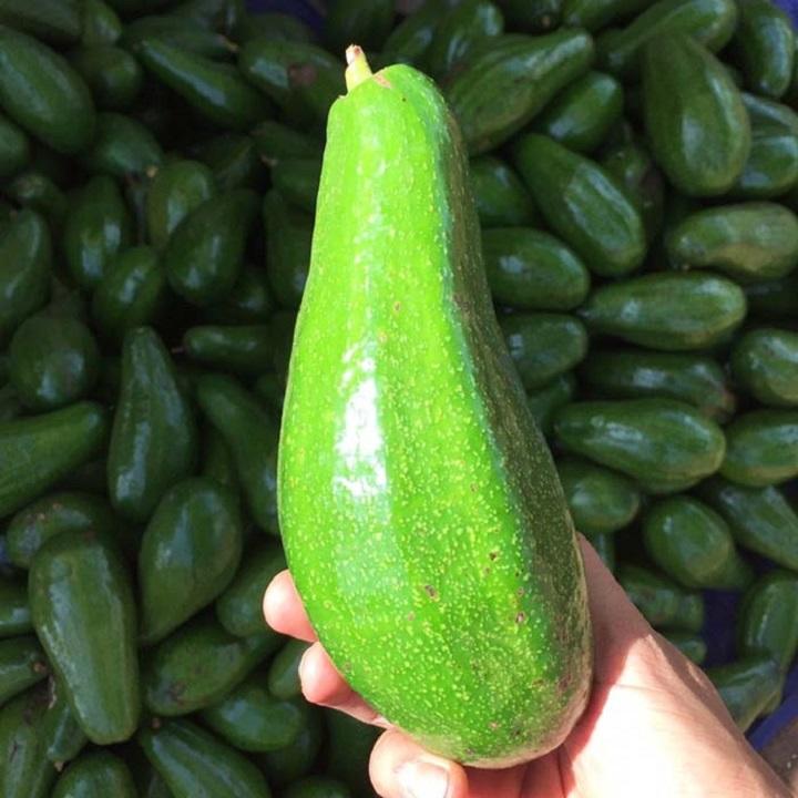 PREMIUM VIETNAMESE DI LINH AVOCADO – FRESH FRUIT WHOLESALE EXPORT SUPPLY 2