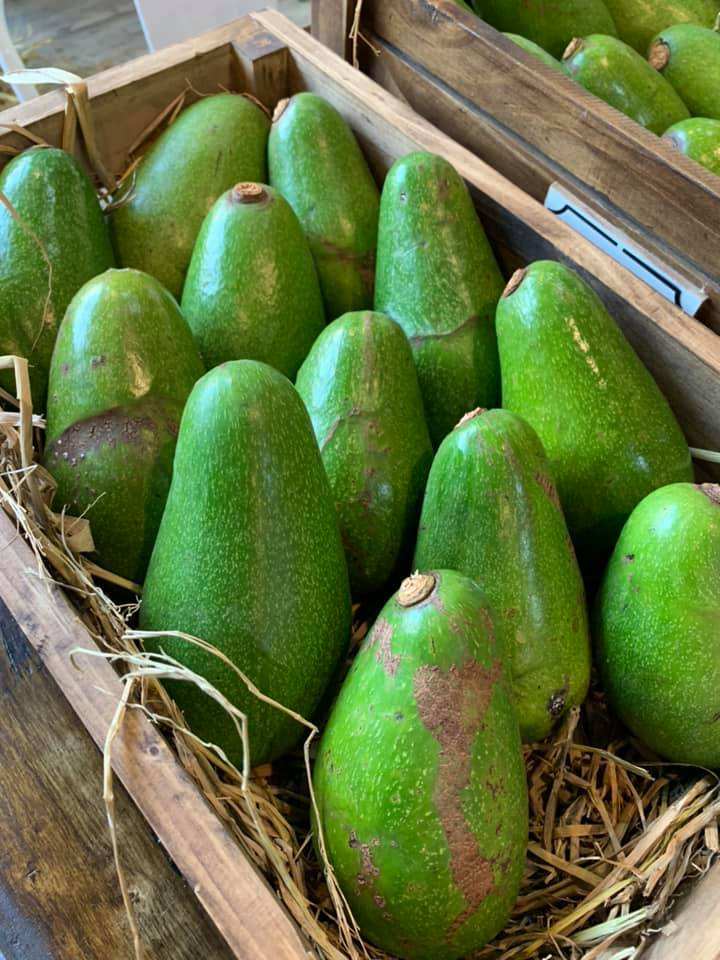 PREMIUM VIETNAMESE DI LINH AVOCADO – FRESH FRUIT WHOLESALE EXPORT SUPPLY 3