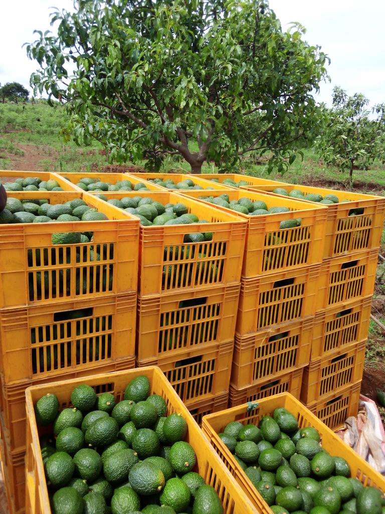 PREMIUM VIETNAMESE TROPICAL FROZEN AVOCADO – IQF DICED, HALVES & PUREE – BULK WHOLESALE EXPORT SUPPLY 2