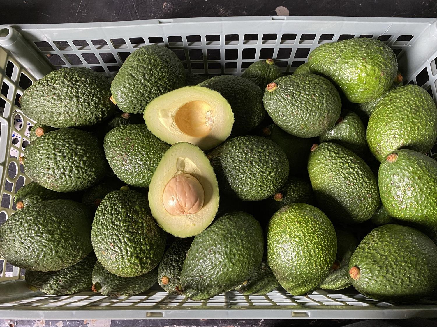 PREMIUM VIETNAMESE TROPICAL FROZEN AVOCADO – IQF DICED, HALVES & PUREE – BULK WHOLESALE EXPORT SUPPLY 4
