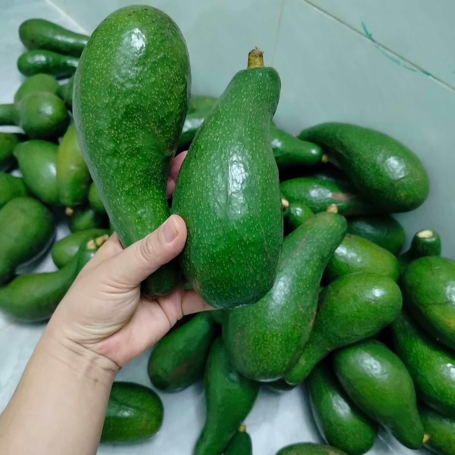 PREMIUM VIETNAMESE FRESH GREEN AVOCADO – GIA LAI ORIGIN – 350G PER FRUIT – WHOLESALE EXPORT SUPPLY