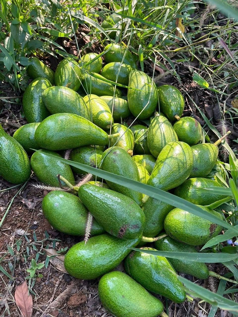 PREMIUM VIETNAMESE FRESH GREEN AVOCADO – GIA LAI ORIGIN – 350G PER FRUIT – WHOLESALE EXPORT SUPPLY 2