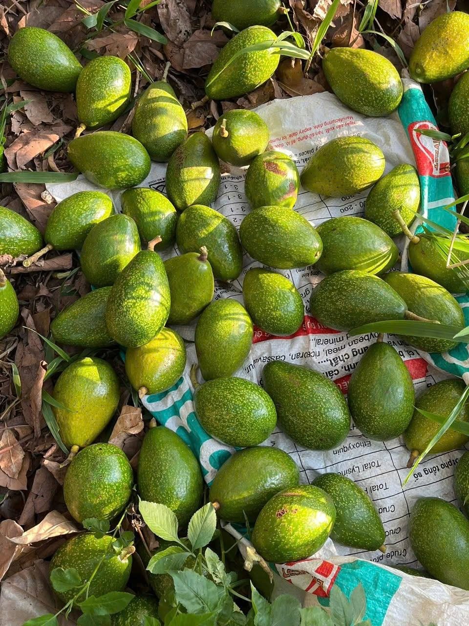 PREMIUM VIETNAMESE FRESH GREEN AVOCADO – GIA LAI ORIGIN – 350G PER FRUIT – WHOLESALE EXPORT SUPPLY 4