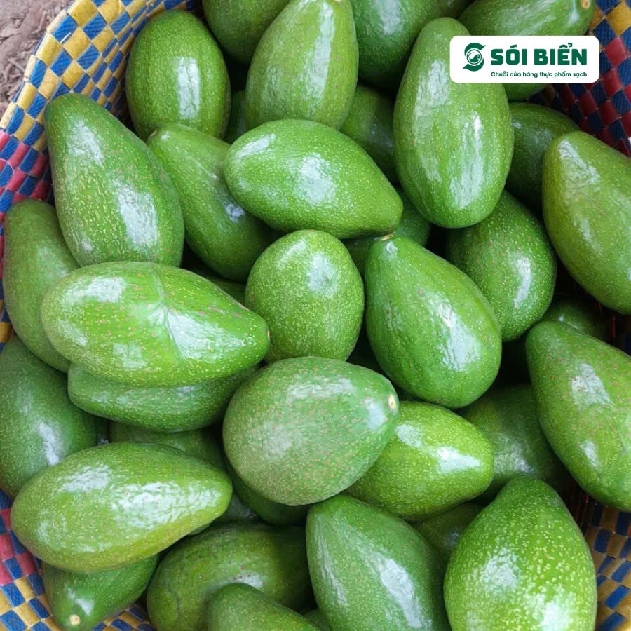 PREMIUM VIETNAMESE DAK NONG AVOCADO – FRESH TROPICAL FRUIT – WHOLESALE EXPORT SUPPLY 2