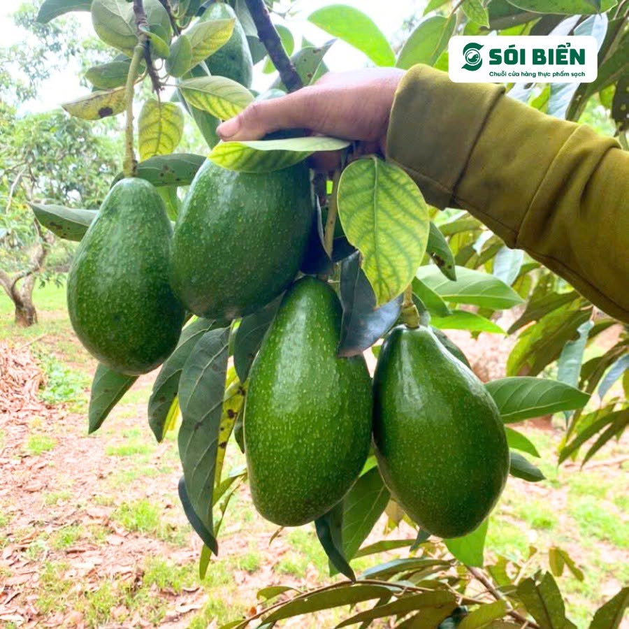 PREMIUM VIETNAMESE DAK NONG AVOCADO – FRESH TROPICAL FRUIT – WHOLESALE EXPORT SUPPLY 3