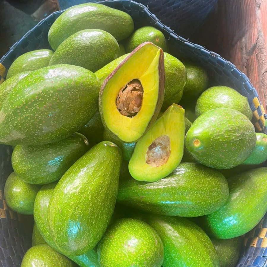 PREMIUM VIETNAMESE DAK NONG AVOCADO – FRESH TROPICAL FRUIT – WHOLESALE EXPORT SUPPLY 4