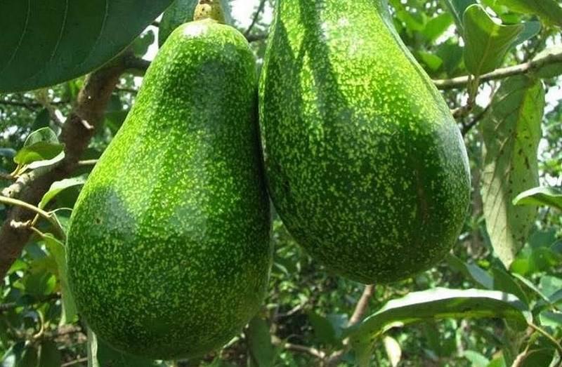 PREMIUM VIETNAMESE FRESH AVOCADO – HIGH QUALITY – WHOLESALE EXPORT SUPPLY 3