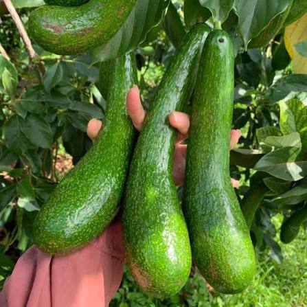 PREMIUM VIETNAMESE DA TEH AVOCADO – FRESH TROPICAL FRUIT – WHOLESALE EXPORT SUPPLY