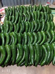 PREMIUM VIETNAMESE DA TEH AVOCADO – FRESH TROPICAL FRUIT – WHOLESALE EXPORT SUPPLY 2