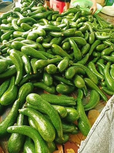 PREMIUM VIETNAMESE DA TEH AVOCADO – FRESH TROPICAL FRUIT – WHOLESALE EXPORT SUPPLY 4