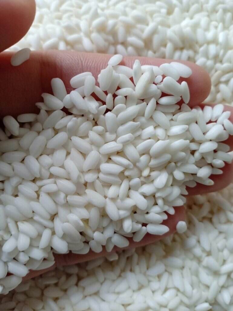PREMIUM VIETNAMESE SHORT-GRAIN WHITE RICE & DRIED GLUTINOUS RICE – WHOLESALE EXPORT SUPPLY 4