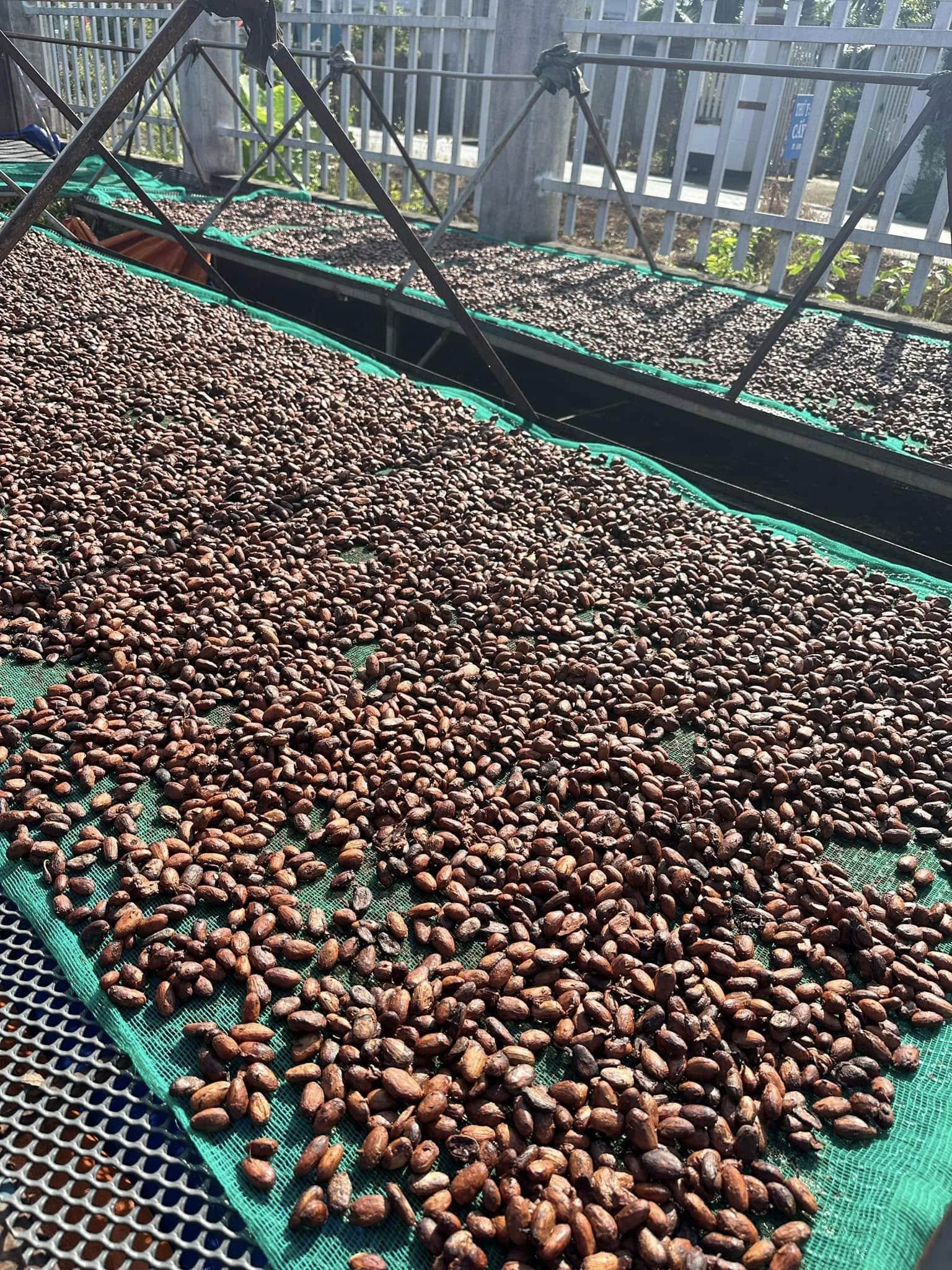VIETNAMESE ROASTED COCOA BEANS – PREMIUM CHOCOLATE-MAKING INGREDIENT FOR WHOLESALE EXPORT SUPPLY 2