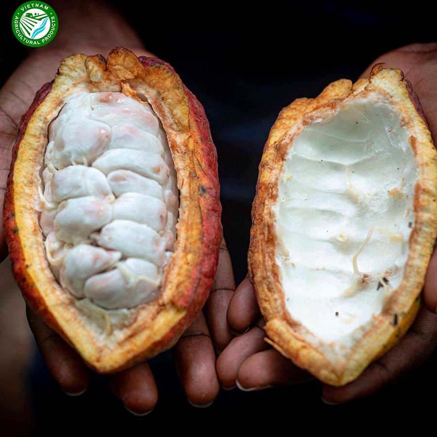 VIETNAMESE COCOA BUTTER – 100% PURE REFINED COCOA BUTTER FOR WHOLESALE EXPORT SUPPLY 3