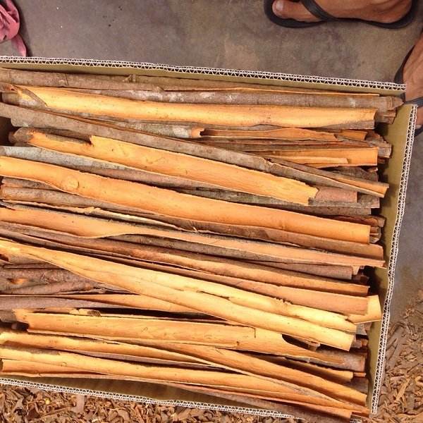 PREMIUM VIETNAMESE CASSIA CINNAMON – FACTORY-DIRECT WHOLESALE SUPPLY, STICKS, CUTS & POWDER