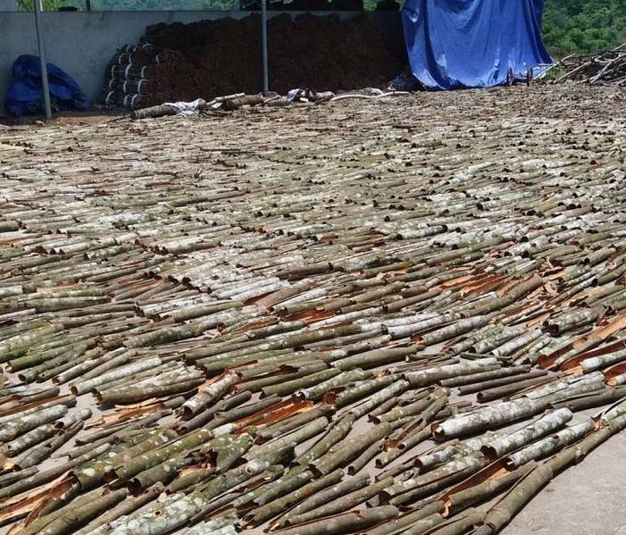 VIETNAMESE WHOLE CASSIA CINNAMON TUBES – FACTORY-DIRECT WHOLESALE, QUALITY SPICE EXPORT 3