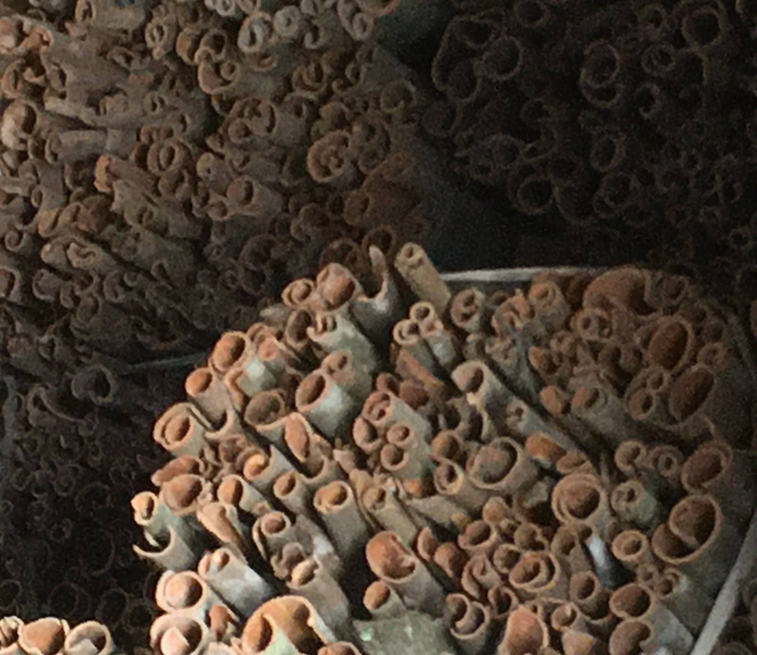 VIETNAMESE WHOLE CASSIA CINNAMON TUBES – FACTORY-DIRECT WHOLESALE, QUALITY SPICE EXPORT 4