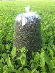 PREMIUM VIETNAMESE FERMENTED TEA – NATURAL TEA LEAVES, ISO-CERTIFIED SUPPLY & BULK EXPORT PACKAGING 3