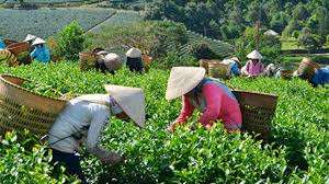 PREMIUM VIETNAMESE FERMENTED TEA – NATURAL TEA LEAVES, ISO-CERTIFIED SUPPLY & BULK EXPORT PACKAGING 4