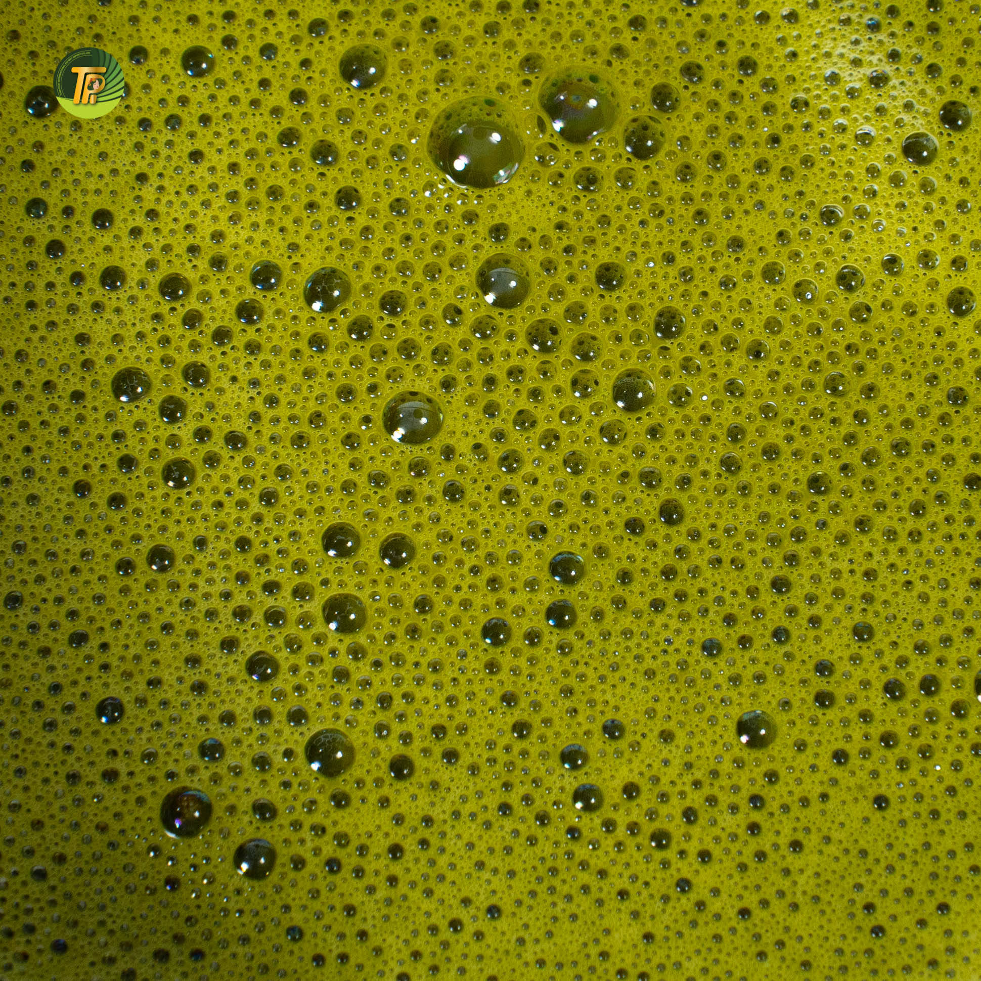 VIETNAMESE MATCHA GREEN TEA POWDER – FRESHLY PROCESSED, ORGANIC SOURCING OPTIONS, BOX & POUCH PACKAGING 2