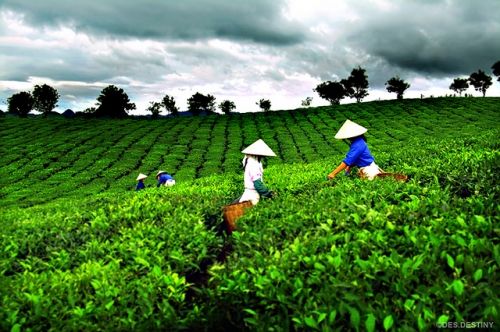 PREMIUM VIETNAMESE SHAN SNOW ANCIENT-TREE GREEN TEA – PURE LOOSE LEAVES, OEM & BULK WHOLESALE SUPPLY 2