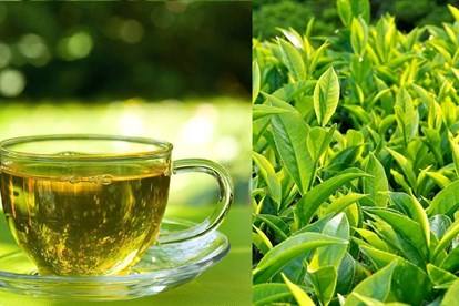 PREMIUM VIETNAMESE SHAN SNOW ANCIENT-TREE GREEN TEA – PURE LOOSE LEAVES, OEM & BULK WHOLESALE SUPPLY 4