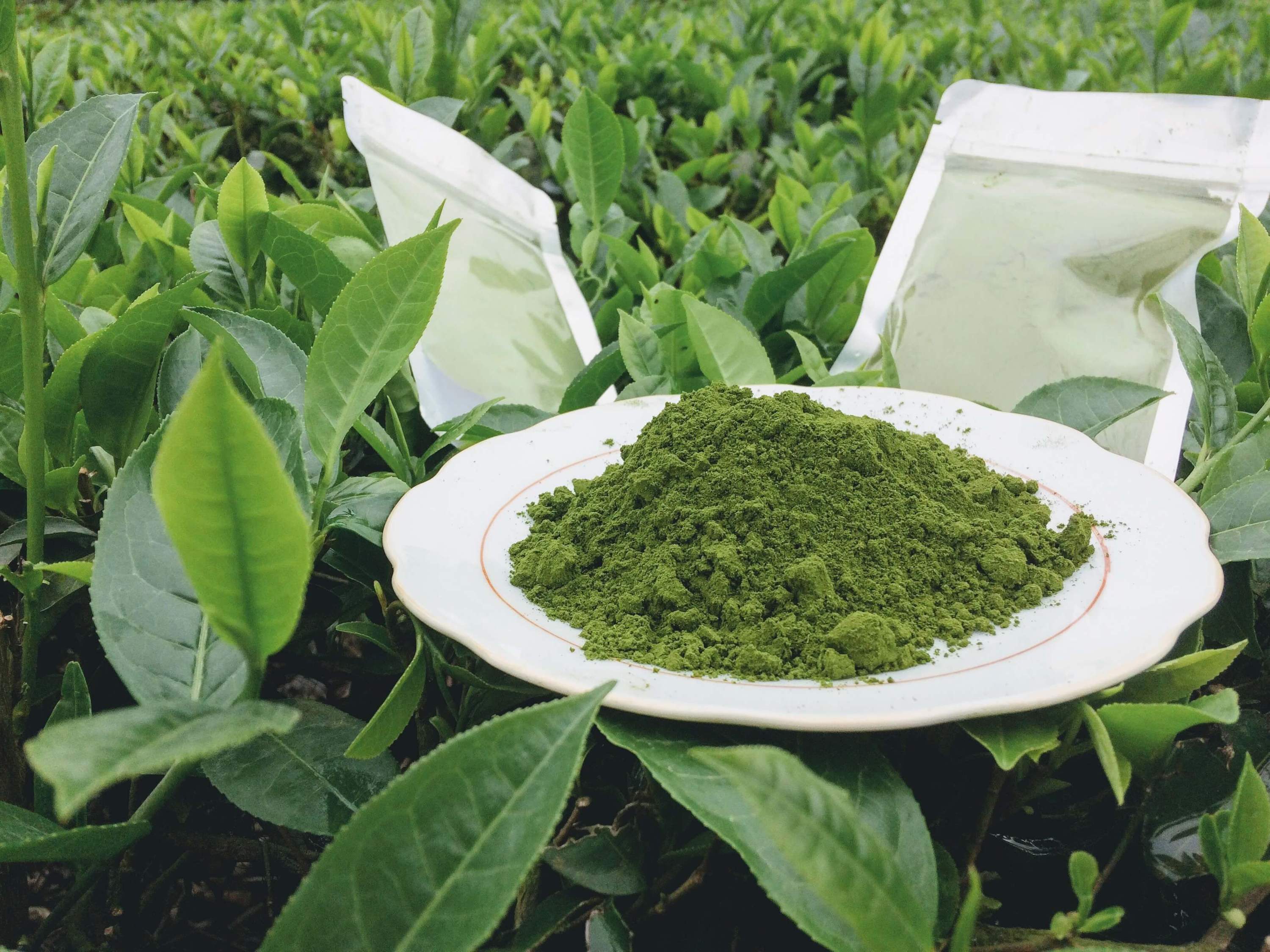 VIETNAMESE JASMINE GREEN TEA BAGS – NATURAL INGREDIENTS, PRIVATE LABEL OEM & CUSTOM LOGO PACKAGING 2