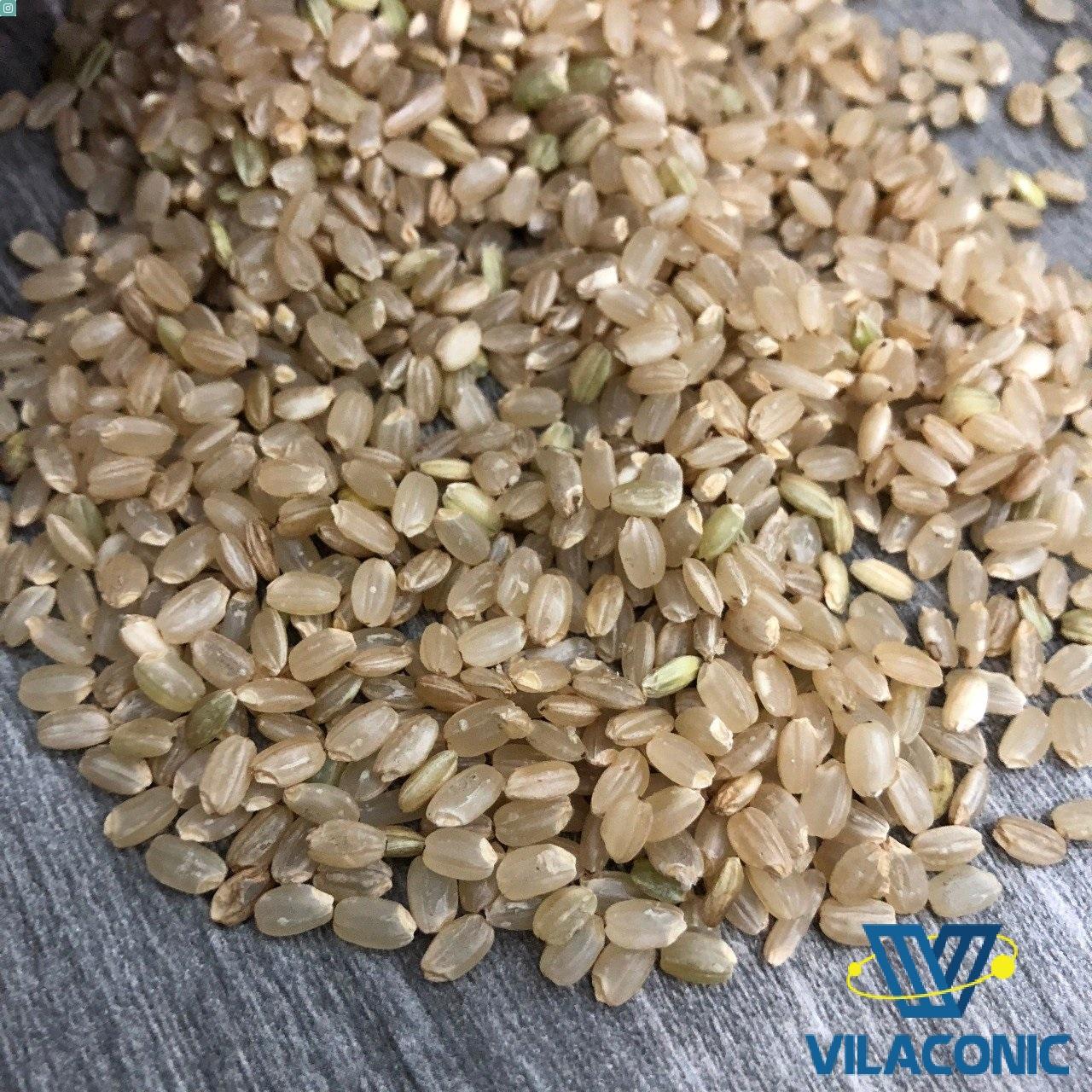 PREMIUM VIETNAMESE JAPONICA WHITE RICE – 25KG & 50KG PP BAGS FOR EU EXPORT 3