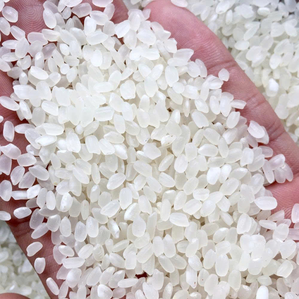 VIETNAMESE WHITE JAPONICA RICE – MEDIUM-GRAIN DRIED RICE, OEM/ODM & BULK EXPORT SUPPLY 2
