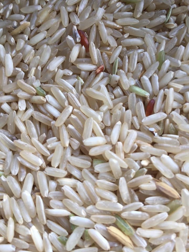 HIGH-QUALITY VIETNAMESE BROWN JAPONICA RICE FOR EXPORT – WHOLESALE 2KG, 5KG, 10KG & 25KG BAGS 4